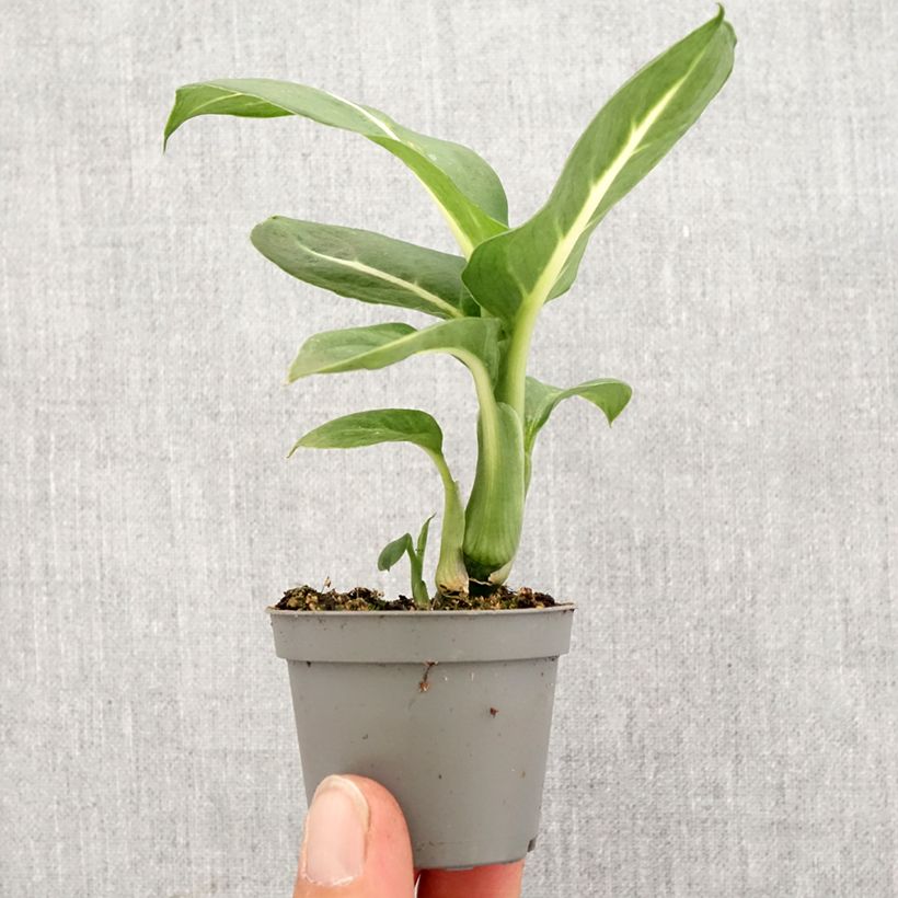 Example of Dieffenbachia Sterling Mini-plante as you get in printemps