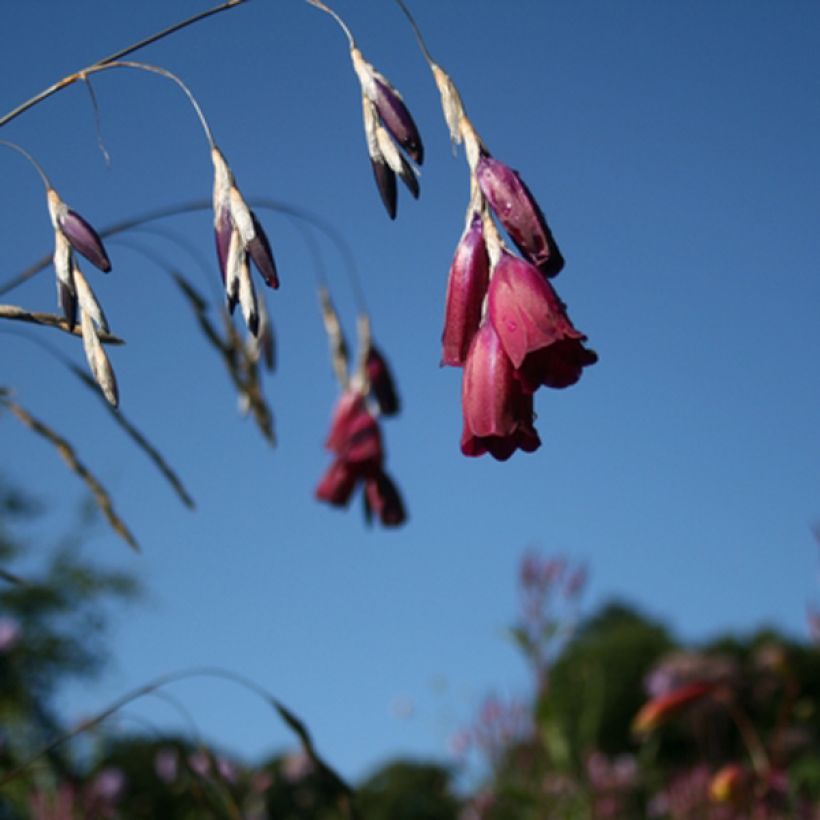 Dierama Blackberry Bells - Engelenhengel (Flowering)