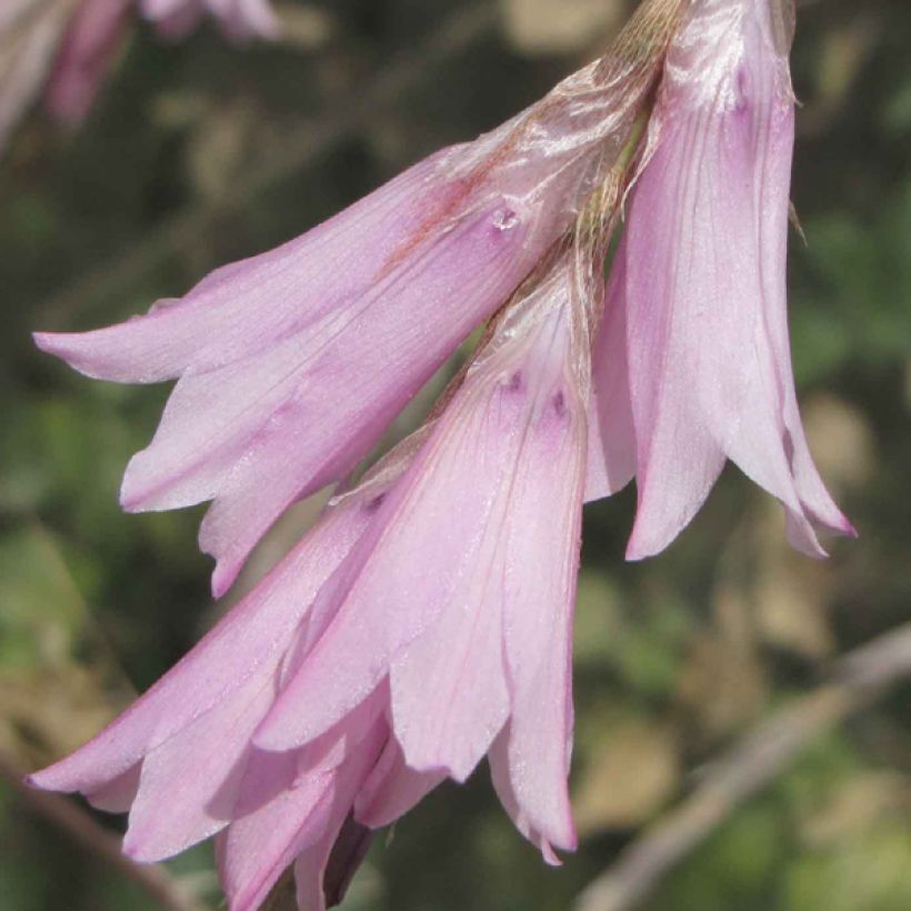 Dierama Pink Rocket - Engelenhengel (Flowering)