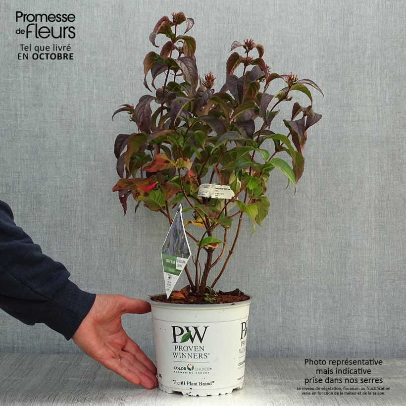 Exemplaar van Diervilla Kodiak Black - Amerikaanse weigelia Pot van 2 l/3 l zoals geleverd in de herfst