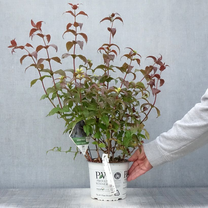 Exemplaar van Diervilla Kodiak Black - Amerikaanse weigelia Pot van 2 l/3 l zoals geleverd in de zomer