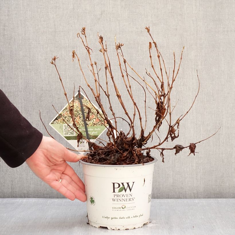 Exemplaar van Diervilla Kodiak Mixx - Amerikaanse weigelia Pot van 3 l/4 l zoals geleverd in de winter