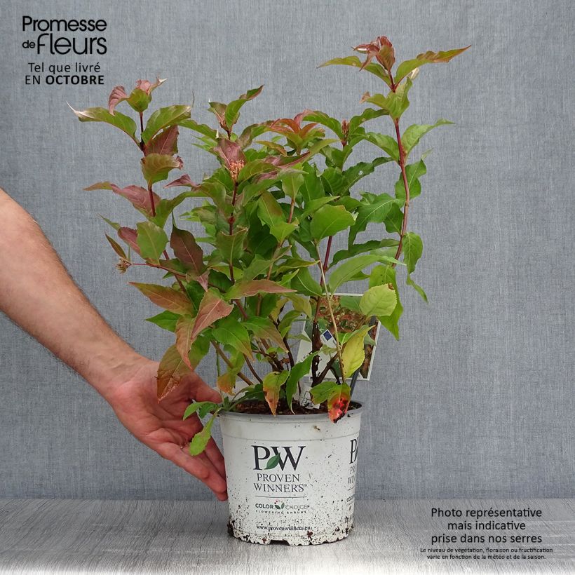 Exemplaar van Diervilla Kodiak Orange - Amerikaanse weigelia Pot van 2 l/3 l zoals geleverd in de herfst