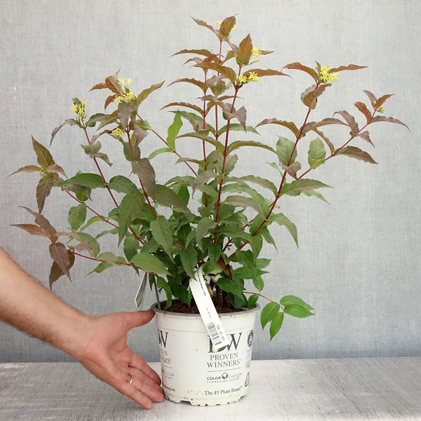 Exemplaar van Diervilla Kodiak Red - Amerikaanse weigelia Pot van 2 l/3 l zoals geleverd in de zomer