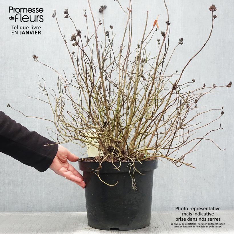 Example of Diervilla rivularis Honeybee - Amerikaanse weigelia Pot van 7,5 l/10 l as you get in hiver