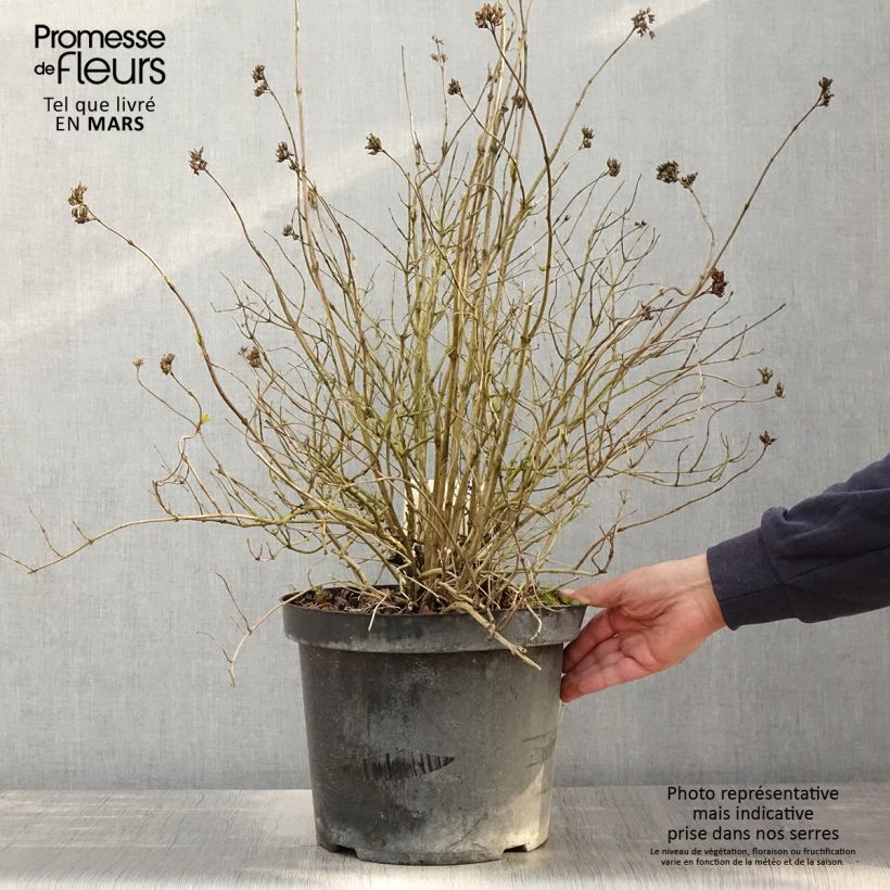 Exemplaar van Diervilla rivularis Honeybee - Amerikaanse weigelia Pot van 7,5 l/10 l zoals geleverd in de lente