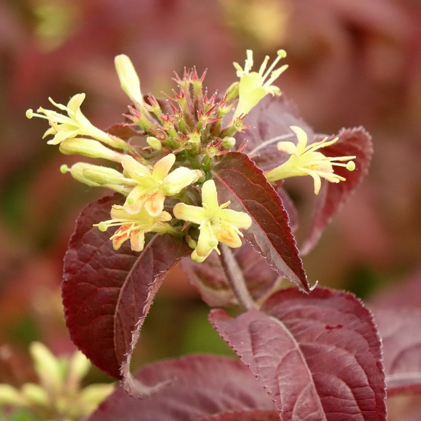 Diervilla rivularis Troja Black - Amerikaanse weigelia (Bloei)