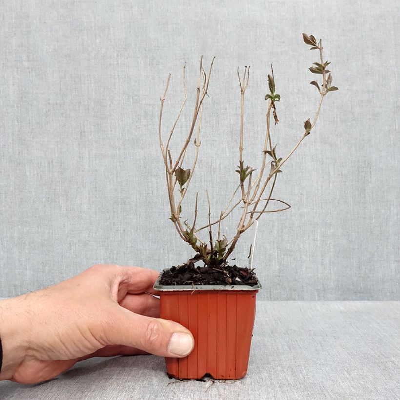 Exemplaar van Diervilla rivularis Troja Black - Amerikaanse weigelia Kweekpotje van 8/9 cm zoals geleverd in de lente