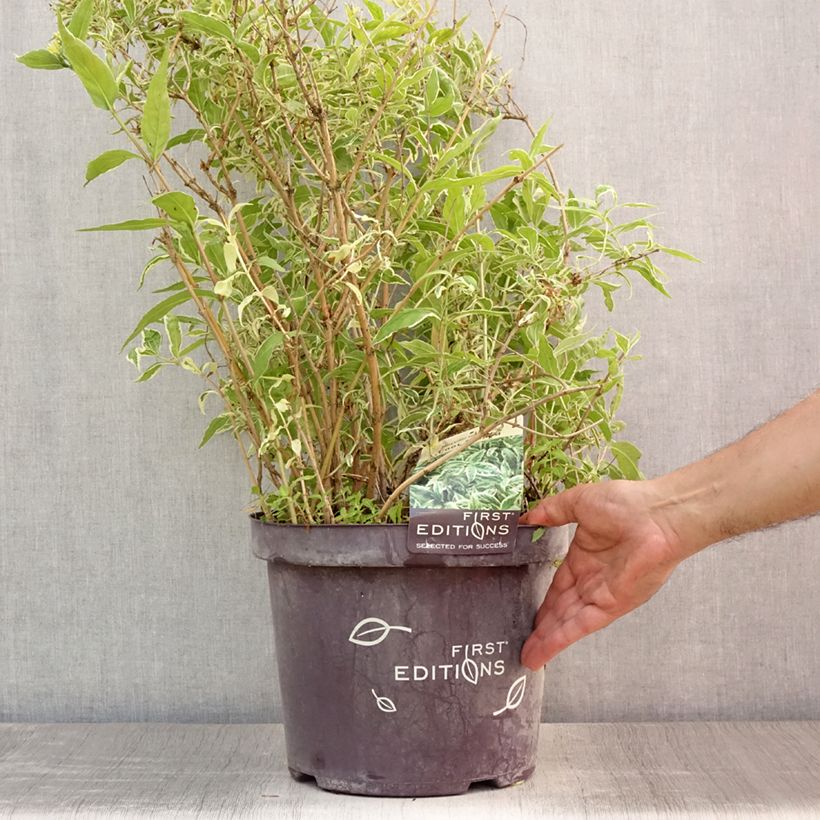 Exemplaar van Diervilla sessilifolia Cool Splash - Amerikaanse weigelia Pot van 7,5 l/10 l zoals geleverd in de zomer
