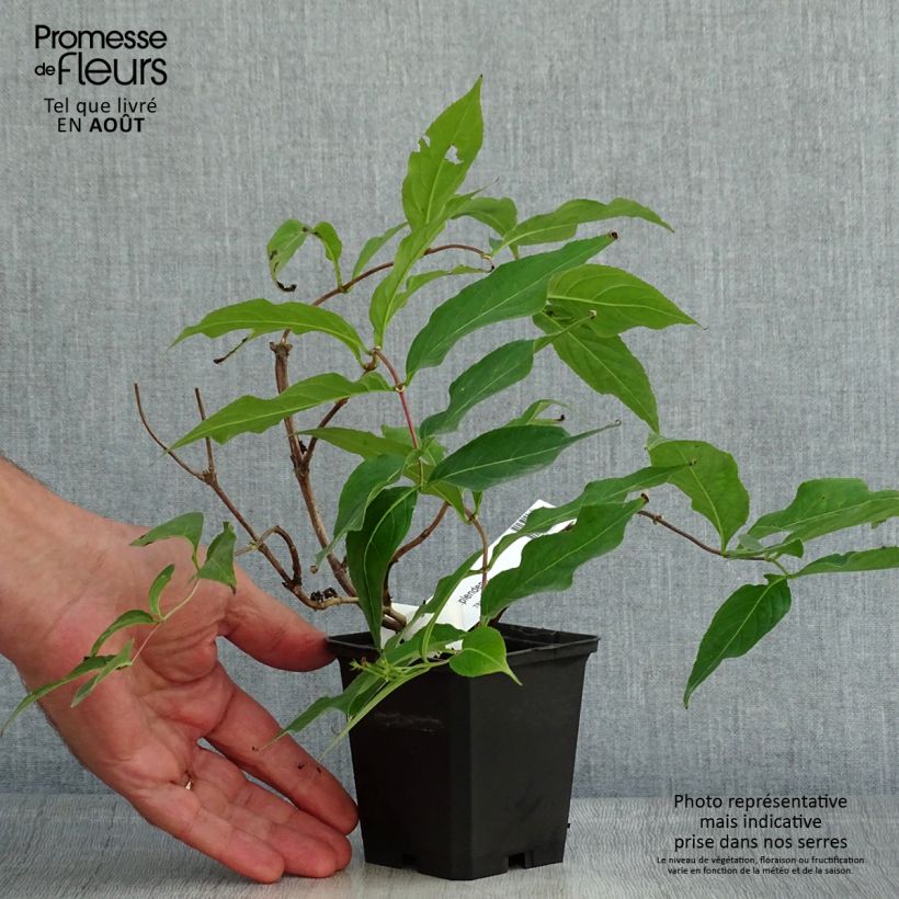 Exemplaar van Diervilla splendens - Amerikaanse weigelia Kweekpotje van 8/9 cm zoals geleverd in de zomer