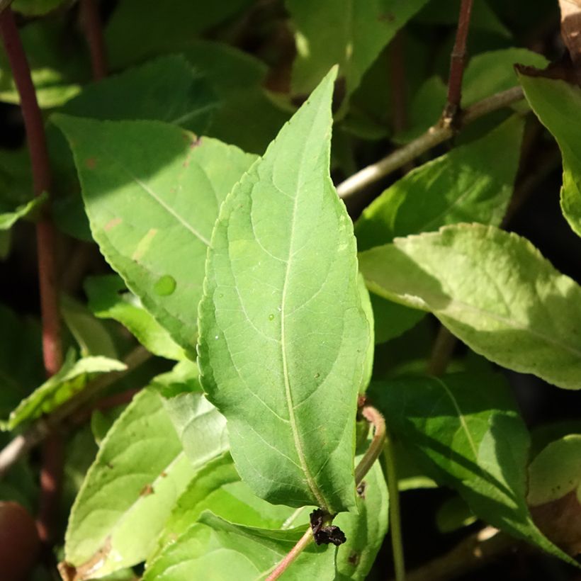 Diervilla splendens Honey Surprise - Amerikaanse weigelia (Blad)