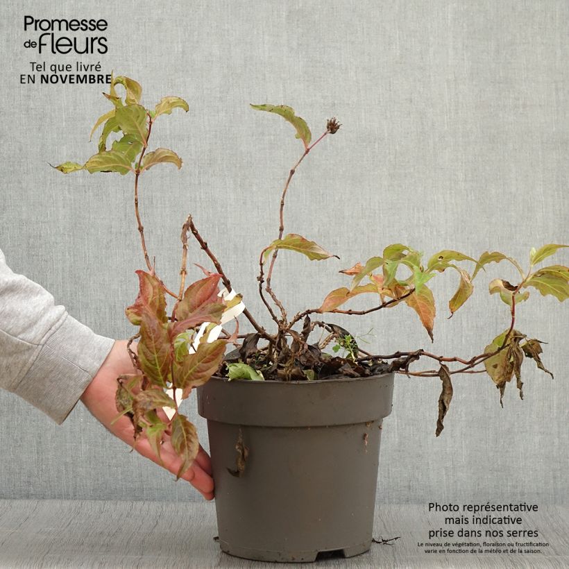 Exemplaar van Diervilla splendens Honey Surprise - Diervillée Pot de 4L/5L zoals geleverd in de herfst