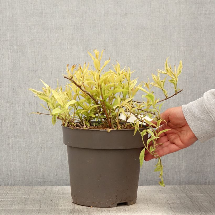 Exemplaar van Diervilla splendens Honey Surprise - Amerikaanse weigelia Pot van 4 l/5 l zoals geleverd in de lente