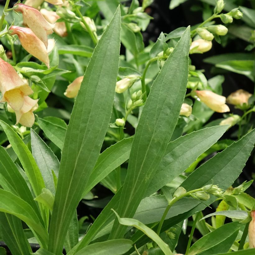 Digitalis Goldcrest - Vingerhoedskruid (Blad)