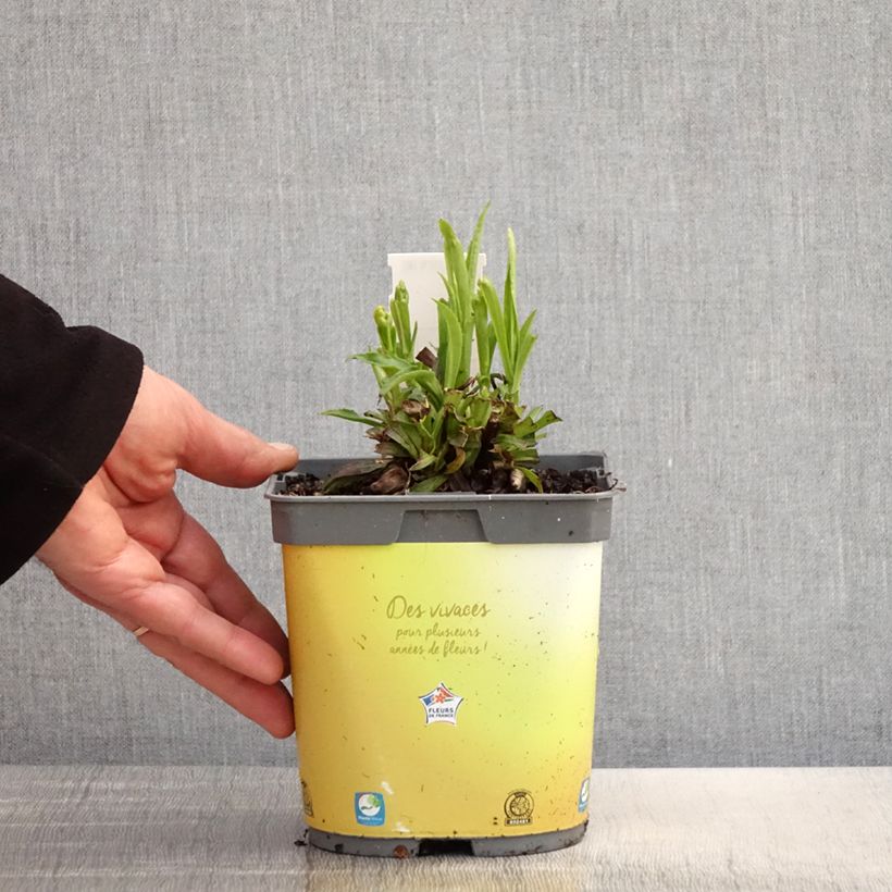 Exemplaar van Digitalis Goldcrest - Vingerhoedskruid Pot van 1,5 l/2 l zoals geleverd in de lente