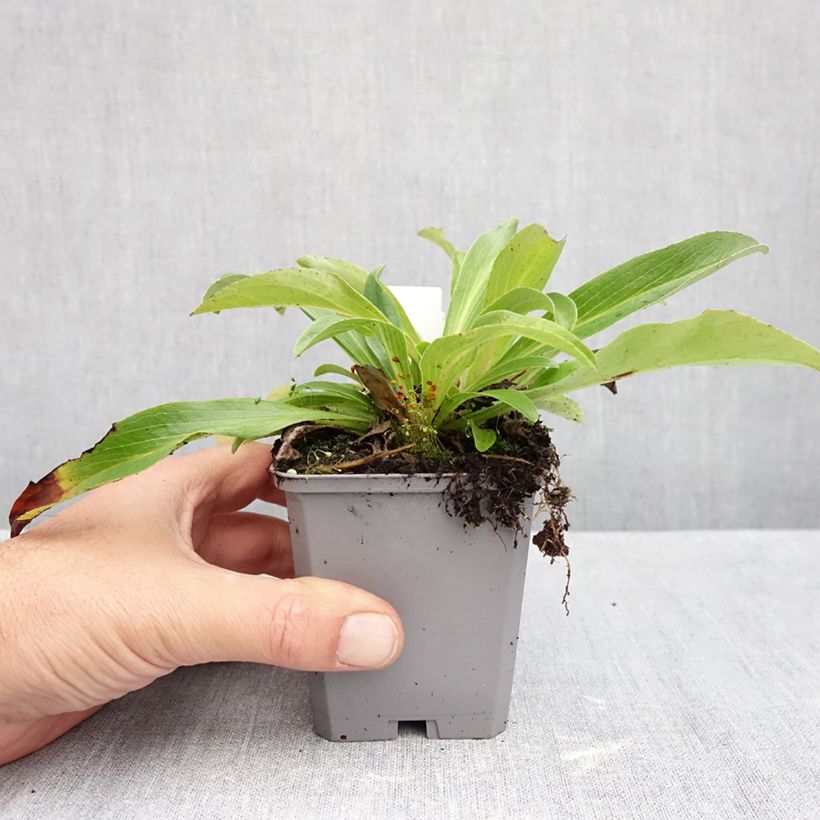 Exemplaar van Digitalis parviflora - Vingerhoedskruid Kweekpotje van 8/9 cm zoals geleverd in de herfst