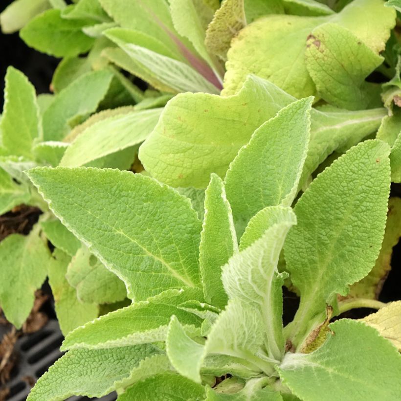 Digitalis purpurea Monstrosa - Vingerhoedskruid (Blad)