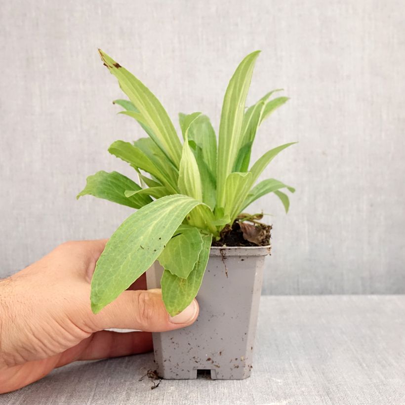 Exemplaar van Digitalis ferruginea Gigantea - Vingerhoedskruid Kweekpotje van 8/9 cm zoals geleverd in de herfst
