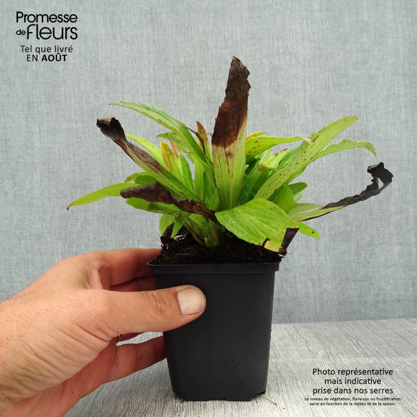 Exemplaar van Digitalis ferruginea Gigantea - Vingerhoedskruid Kweekpotje van 8/9 cm zoals geleverd in de zomer