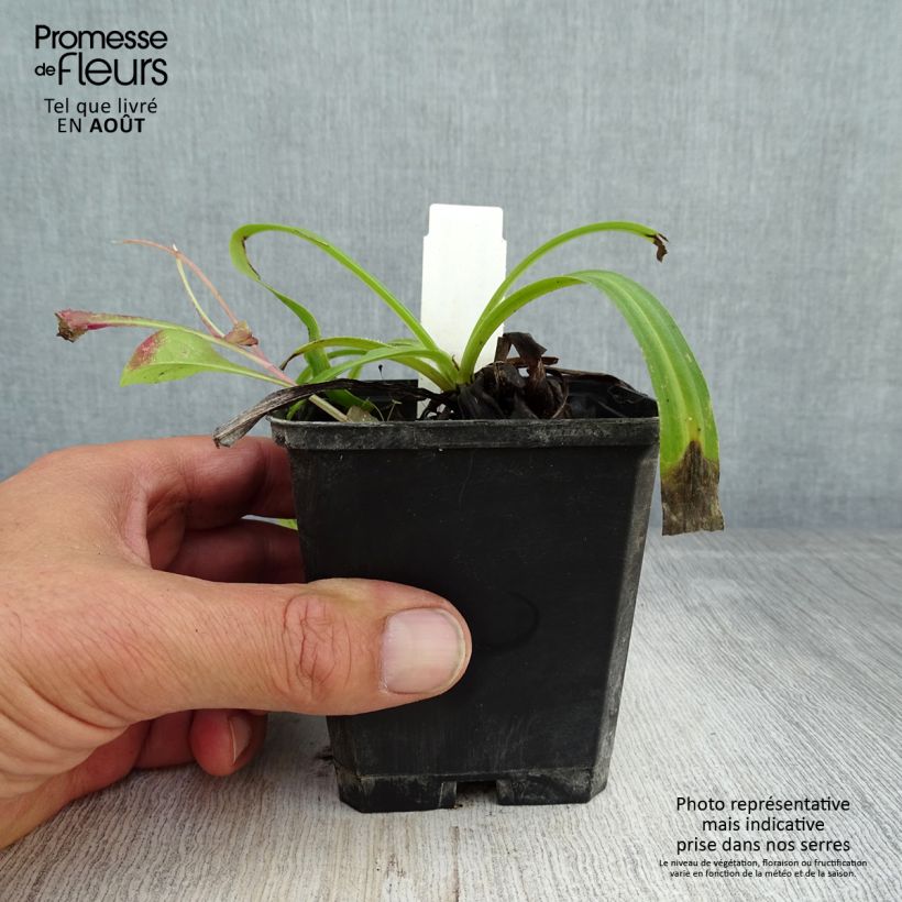 Exemplaar van Digitalis lanata Café Crème - Wollig vingerhoedskruid Kweekpotje van 8/9 cm zoals geleverd in de zomer