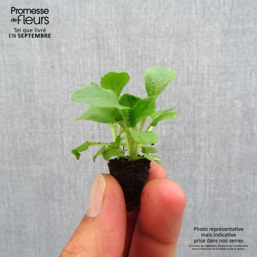 Example of Digitale mertonensis Summer King Mini-mot Ø 1,5/2,5 cm as you get in automne