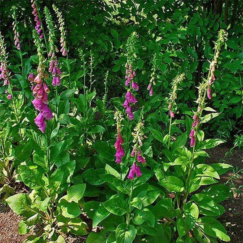Digitalis purpurea - Vingerhoedskruid (Plant habit)