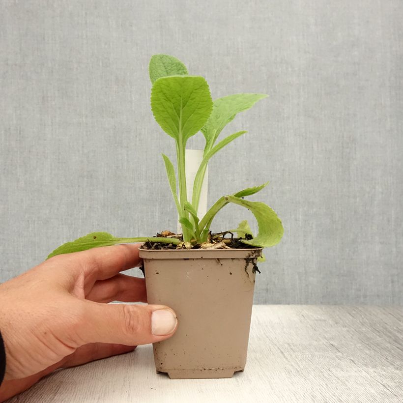 Exemplaar van Digitalis purpurea - Vingerhoedskruid Kweekpotje van 8/9 cm zoals geleverd in de zomer