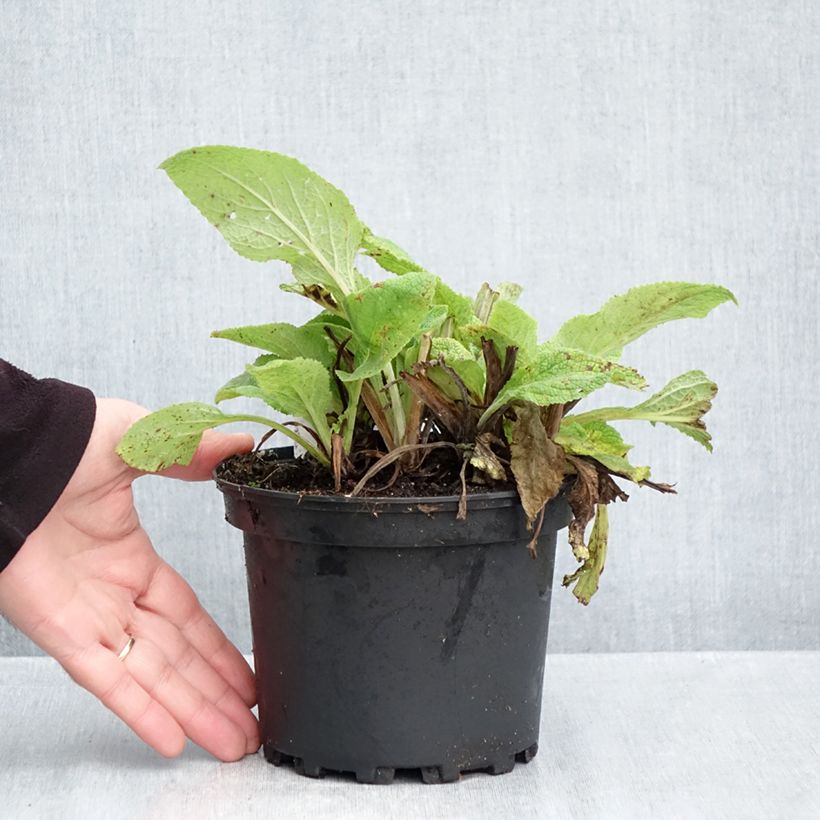 Exemplaar van Digitalis purpurea - Vingerhoedskruid Pot van 2 l/3 l zoals geleverd in de herfst