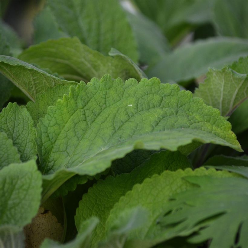 Digitalis purpurea Pam's Choice - Vingerhoedskruid (Foliage)