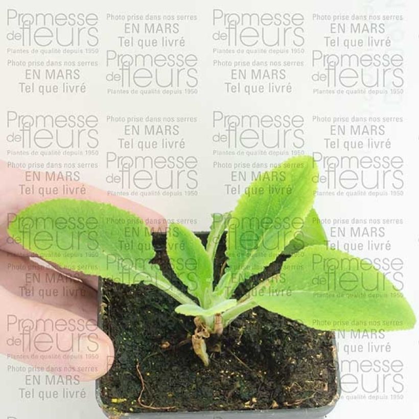 Voorbeeld van een exemplaar van Digitalis purpurea Pams Split - Vingerhoedskruid Kweekpotje van 8/9 cm zoals geleverd