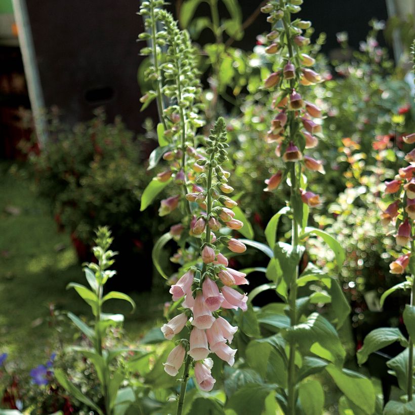 Digitalis purpurea Suttons Apricot - Vingerhoedskruid (Flowering)
