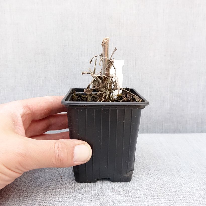 Example of Digitalis Apple Blossom - Digitale Kweekpotje van 8/9 cm as you get in hiver