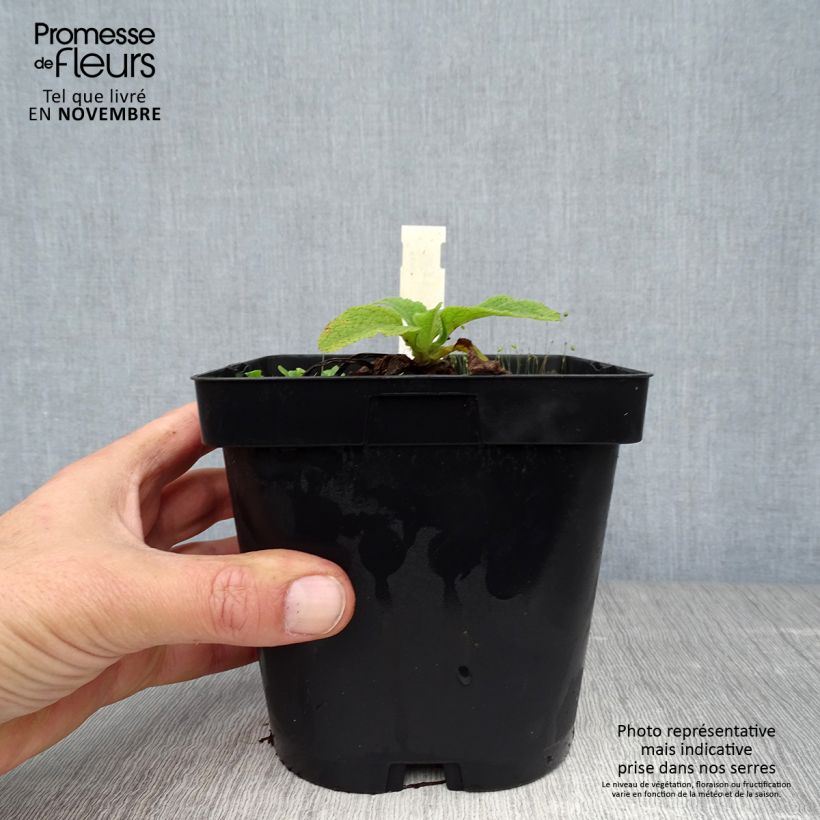 Exemplaar van Digitalis purpurea Alba - Vingerhoedskruid Pot van 2 l/3 l zoals geleverd in de herfst