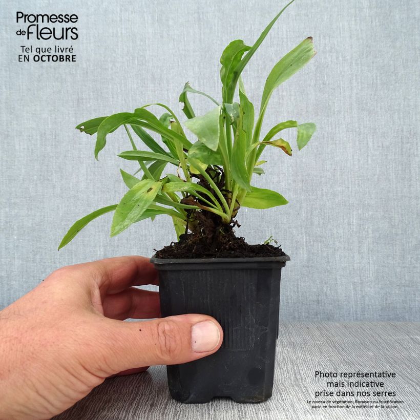 Exemplaar van Digitalis Spice Island - Vingerhoedskruid Kweekpotje van 8/9 cm zoals geleverd in de herfst