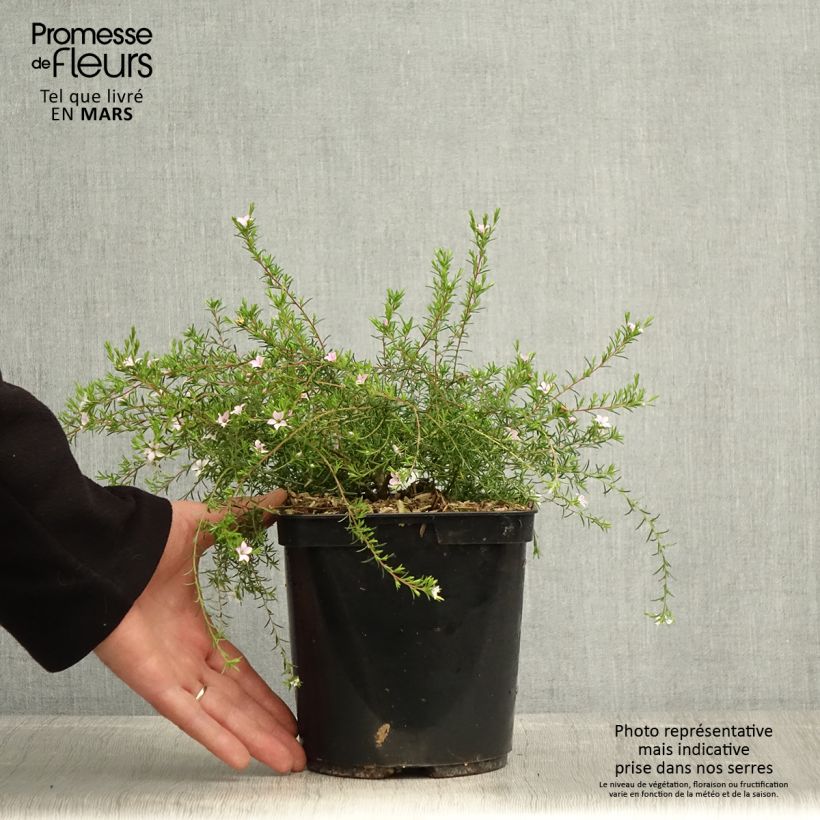 Exemplaar van Diosma Pink Diamond - Confettistruik Pot van 2 l/3 l zoals geleverd in de lente