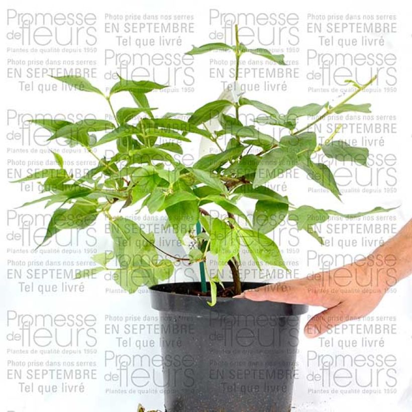 Voorbeeld van een exemplaar van Dipelta floribunda Pot de 3L/4L zoals geleverd