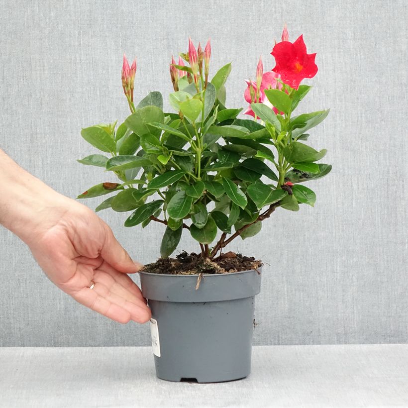 Example of Dipladénia BELLA Compact Red Pot van 10 cm/11 cm as you get in printemps