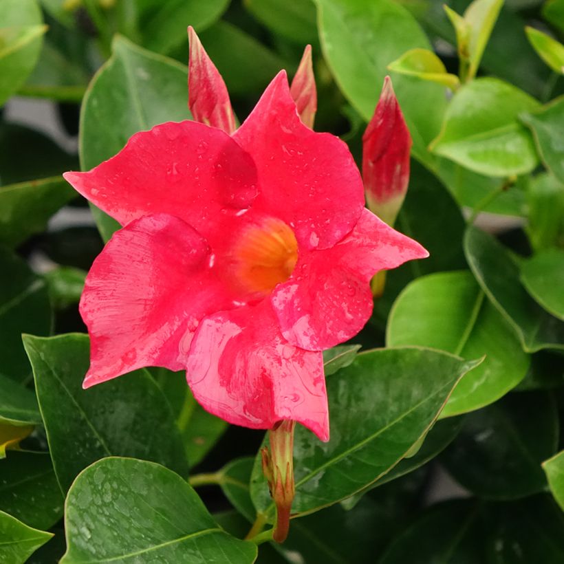 Dipladenia BELLA Compact Rood - Mandevilla (Bloei)