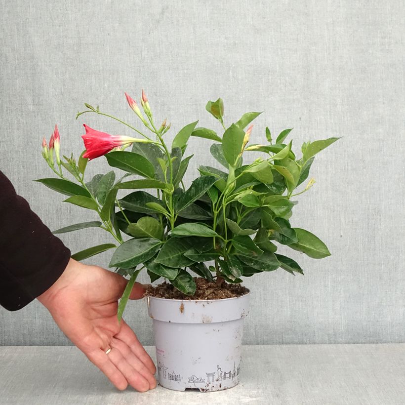 Exemplaar van Dipladenia BELLA Compact Rood - Mandevilla Pot van 1 l/1,5 l zoals geleverd in de lente