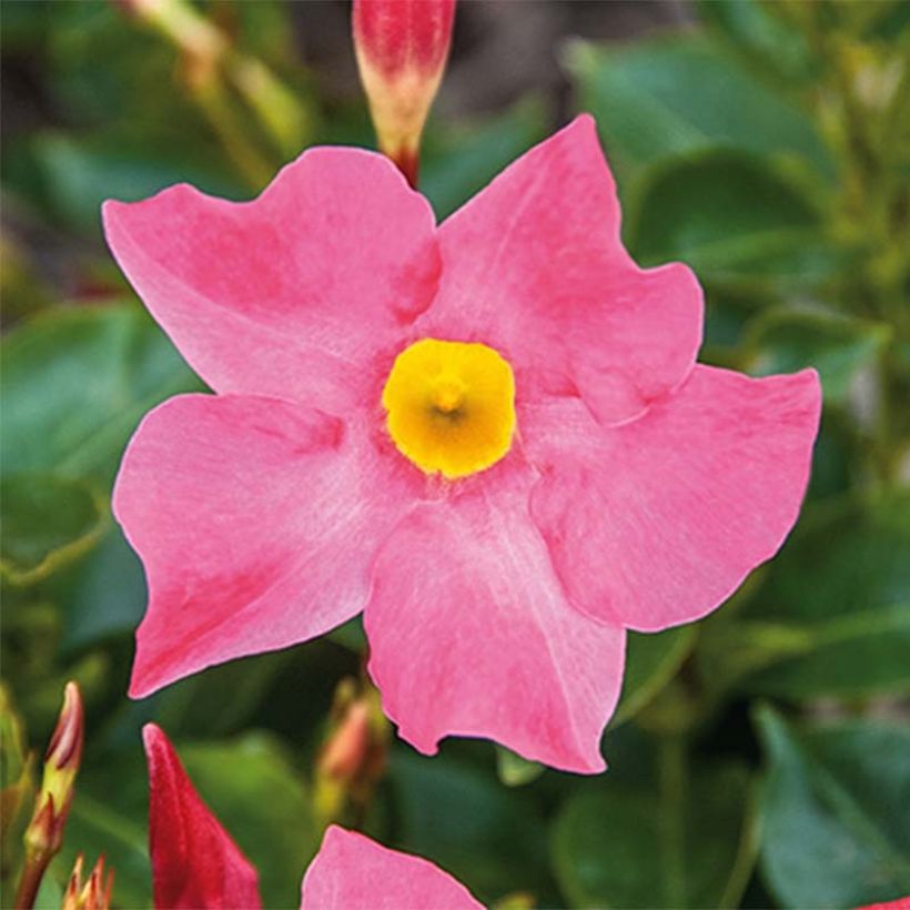 Dipladenia BELLA Roze - Mandevilla (Flowering)