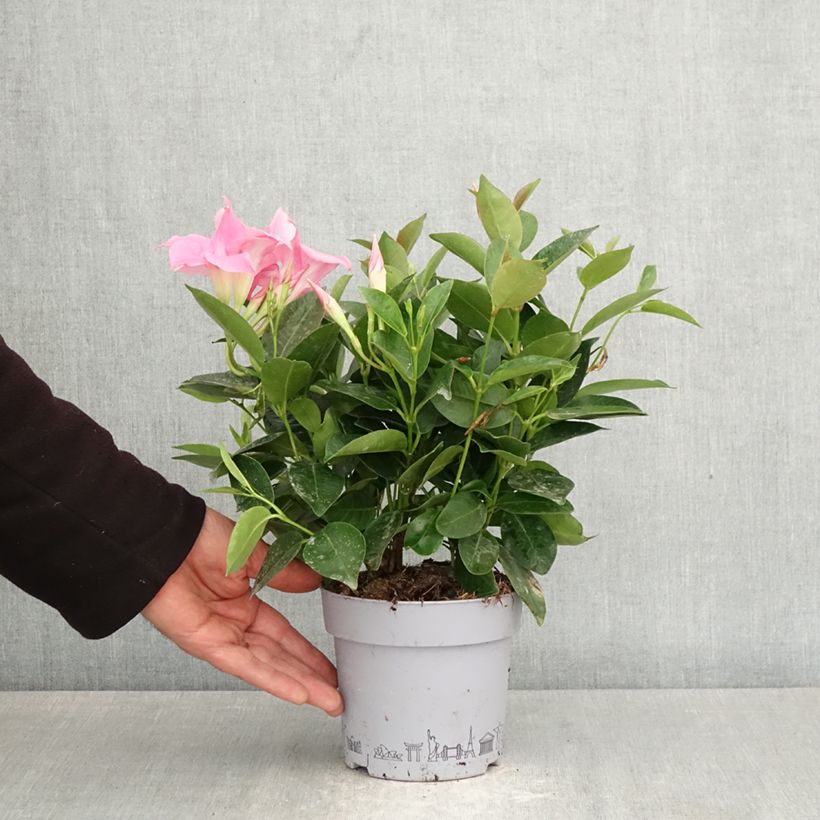 Exemplaar van Dipladenia BELLA Roze - Mandevilla Pot van 1 l/1,5 l zoals geleverd in de lente