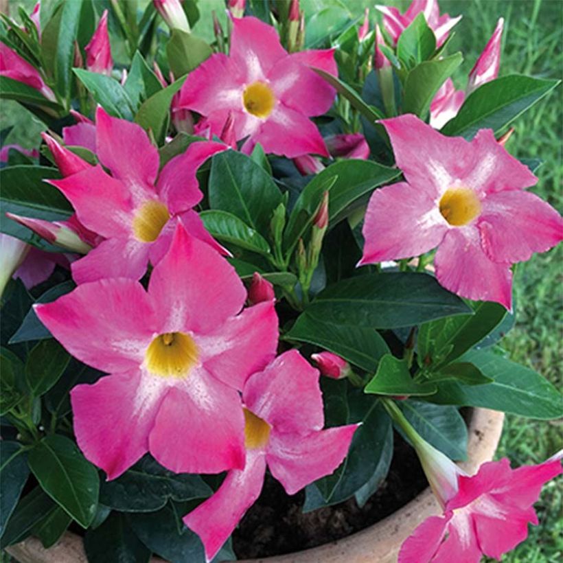 Dipladenia BELLA Pink Star - Mandevilla (Flowering)