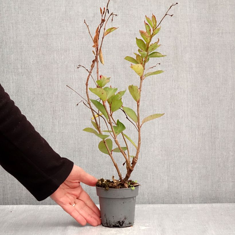 Example of Dipladénia BELLA Pink Star Pot van 12 cm / 13 cm as you get in hiver