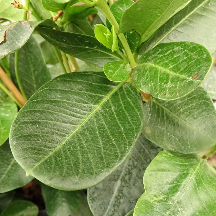 Dipladenia Agate mini Strawberry red - Braziliaanse jasmijn (Blad)