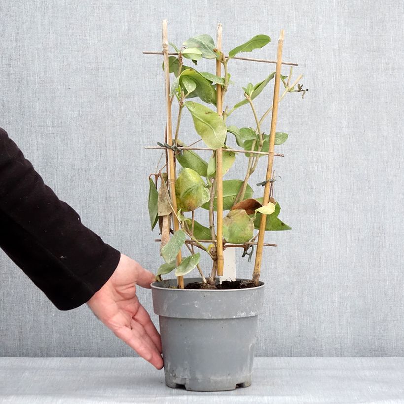 Example of Dipladenia diamantina Agate mini Strawberry red - Mandevilla Pot van 1,5 l/2 l as you get in hiver