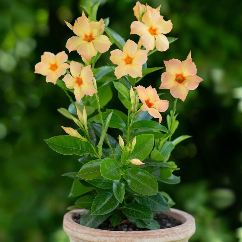 Dipladenia Diamantina Emerald Amber Star - Dipladenia (Plant habit)