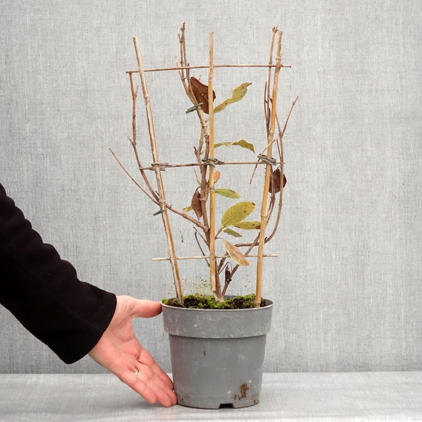 Example of Dipladenia Diamantina Jade Rose Pot van 2 l/3 l as you get in hiver