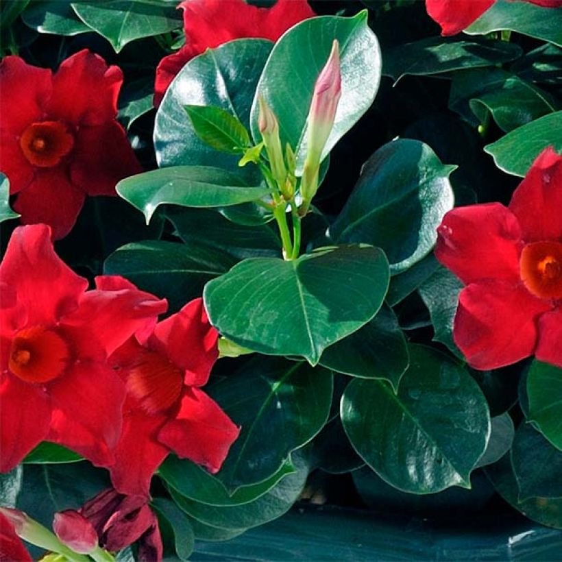 Dipladenia Diamantina Jade Scarlet - Mandevilla (Blad)