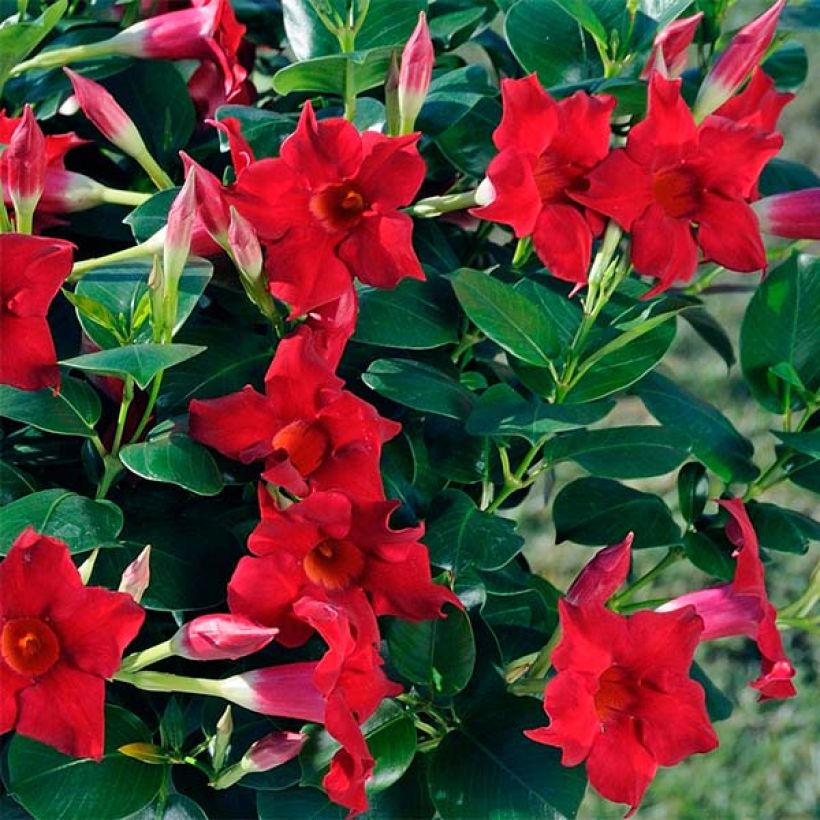 Dipladenia Diamantina Jade Scarlet - Mandevilla (Bloei)