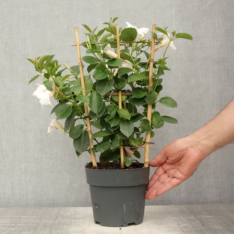 Example of Dipladenia diamantina Jade XXL White - Mandevilla Pot van 1,5 l/2 l as you get in ete
